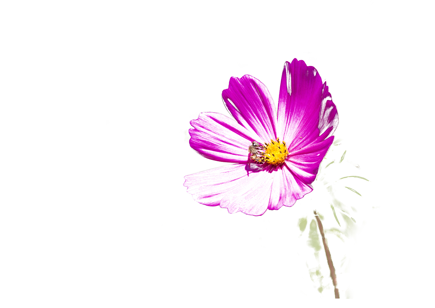 cosmos-flower-placemat-4